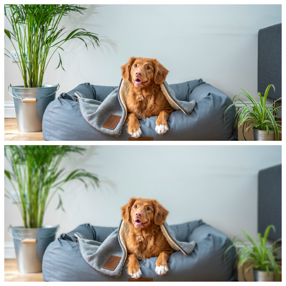 Picture of a dog with blurred and unblurred background